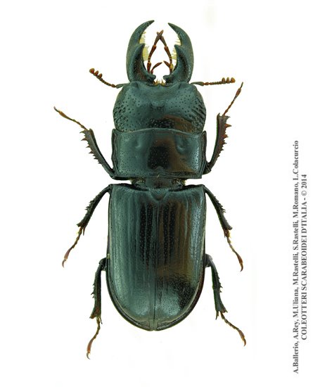 Ceruchus chrysomelinus, maschio
